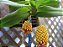 Robiquetia Cerina Yellow - Imagem 3