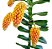 Robiquetia Cerina Yellow - Imagem 4