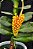 Robiquetia Cerina Yellow - Imagem 5