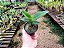Robiquetia Cerina Yellow - Imagem 7