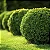 Buxinho – Buxus sempervirens - Imagem 1