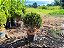 Buxinho – Buxus sempervirens - Imagem 6
