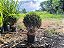 Buxinho – Buxus sempervirens - Imagem 4