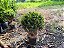 Buxinho – Buxus sempervirens - Imagem 5