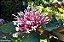 Planta Cotonete - Clerodendrum quadriloculare - Imagem 6