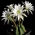 Cacto Lua - Echinopsis Subdenudata - Imagem 2