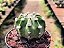 Cacto Lua - Echinopsis Subdenudata - Imagem 4