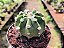 Cacto Lua - Echinopsis Subdenudata - Imagem 3