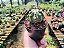 Cacto Lua - Echinopsis Subdenudata - Imagem 6