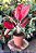 Aglaonema Sukson - Imagem 2