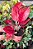 Aglaonema Sukson - Imagem 3