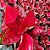 Aglaonema Sukson - Imagem 1