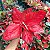 Aglaonema Sukson - Imagem 5