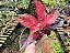 Aglaonema Sukson - Imagem 4