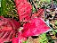 Aglaonema Sukson - Imagem 6