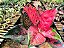 Aglaonema Sukson - Imagem 9