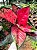 Aglaonema Sukson - Imagem 10