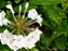 Bella Emília Branca - Plumbago auriculata - Imagem 3