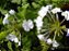 Bella Emília Branca - Plumbago auriculata - Imagem 2