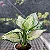 Aglaonema White Joy - Imagem 3