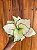 Aglaonema White Joy - Imagem 1
