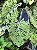 Colocasia Mojito - Imagem 10
