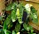 Colocasia Mojito - Imagem 1