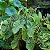 Colocasia Mojito - Imagem 8