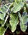 Colocasia Mojito - Imagem 7