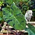 Colocasia Mojito - Imagem 4