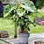 Colocasia Mojito - Imagem 5