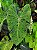 Colocasia Mojito - Imagem 6