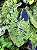 Colocasia Mojito - Imagem 2