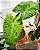 Colocasia Mojito - Imagem 9