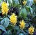 Justicia Amarela - Justicia aurea - Imagem 2