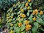 Justicia Amarela - Justicia aurea - Imagem 7