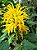 Justicia Amarela - Justicia aurea - Imagem 1