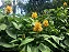 Justicia Amarela - Justicia aurea - Imagem 4