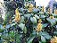 Justicia Amarela - Justicia aurea - Imagem 3
