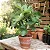 Figo - Figueira - Ficus Carica - Imagem 4