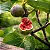 Figo - Figueira - Ficus Carica - Imagem 1