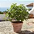 Figo - Figueira - Ficus Carica - Imagem 3