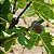 Figo - Figueira - Ficus Carica - Imagem 2