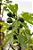 figo - Figueira - Ficus Carica - Imagem 7