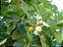 figo - Figueira - Ficus Carica - Imagem 6