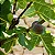 figo - Figueira - Ficus Carica - Imagem 4