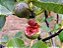 figo - Figueira - Ficus Carica - Imagem 1