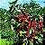 Café Catuaí Vermelho – Coffea sp. - Imagem 5