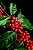 Café Catuaí Vermelho – Coffea sp. - Imagem 1