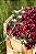 Café Catuaí Vermelho – Coffea sp. - Imagem 3